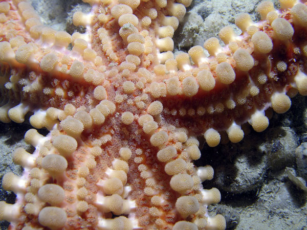 Marthasterias glacialis (Linnaeus, 1758)